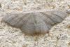 Idaea straminata